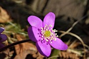 29 Hepatica noblilis rosa